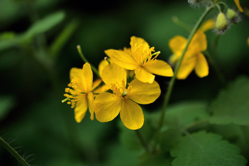 Large yellow flowers of celandine in summer in the foliage