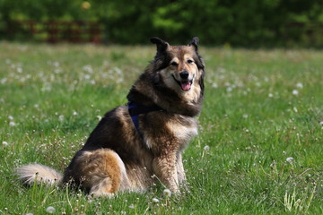 beautiful thoroughbred dog on the catwalk in the park on the green grass,Lapinkoira