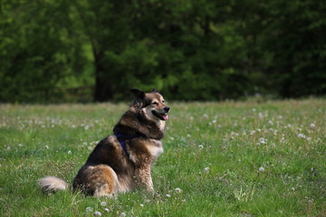 beautiful thoroughbred dog on the catwalk in the park on the green grass,Lapinkoira