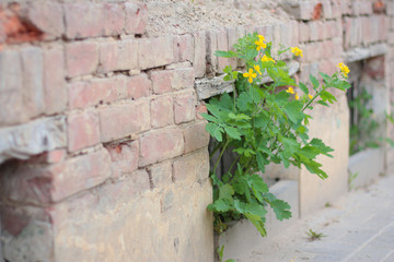 Fototapeta na wymiar celandine plant grows from an old destroyed house ground window. Brick wall