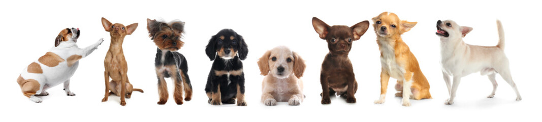 Fototapeta premium Collage with different dogs on white background. Banner design