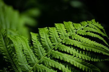 Fern branches on a dark background.