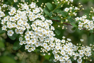 White flowering shrub background.