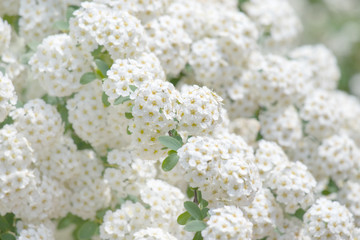 Obraz na płótnie Canvas White flowering shrub background.