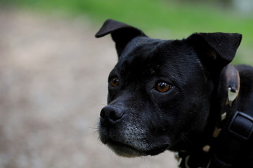  portrait of a black thoroughbred dog, Staffordshire Terrier