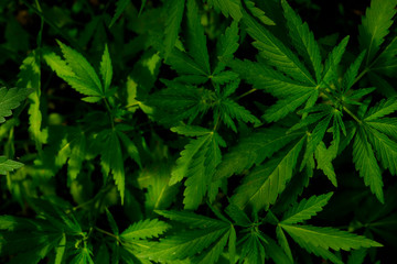 Natural environment health contrast photo of cannabis grass flowers top view.