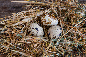 Obraz premium Quail eggs in the hay, in dry grass, in a nest on wooden boards.