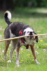 Jack Russell terrier playing with stick