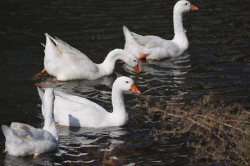 White geese floating on the river