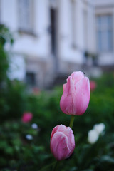 Rosafarbene Tulpen im Schlosspark Lützschena bei Leipzig