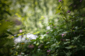 spider on the web in the meadow