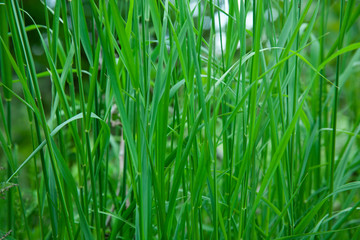 Fototapeta na wymiar green nature perfect for background full of grass and plants