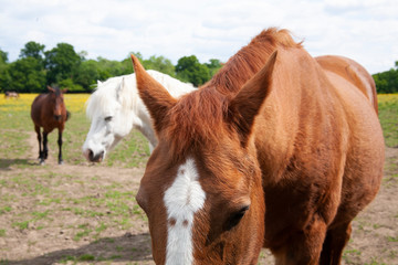 horses