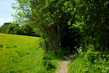 dark path in a green field