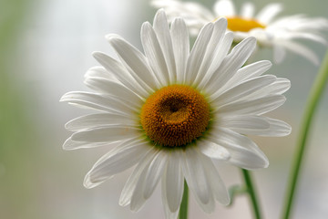 Naklejka premium daisy flower growing on a light background