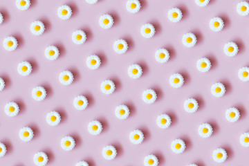 Daisy flatlay pattern, floral pink summer background.