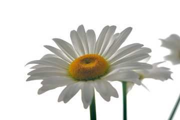 daisy flower growing on a light background