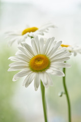 daisy flower growing on a light background