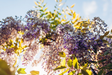 Wisteria flowers blooming in spring garden. Vines of wisteria bush hanging off fence. Violet sunset blossom