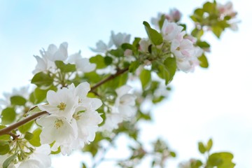 Obraz premium A branch of an apple tree strewn with white flowers rushed into the blue sky. Spring awakening of nature