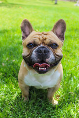 Fototapeta premium French bulldog cream color sitting on the green grass