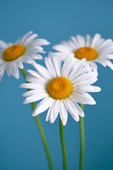 Naklejka premium daisy flower growing on a light background