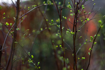 Buds on thin branches. First leaves apear. Spring awakening concept. Beautiful revival background.