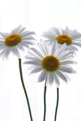 daisy flower growing on a light background