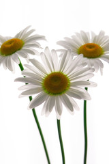 daisy flower growing on a light background