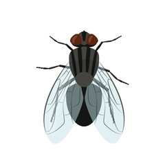 Fly insect isolated on white background. Vector illustration