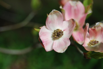 Pink Blossom