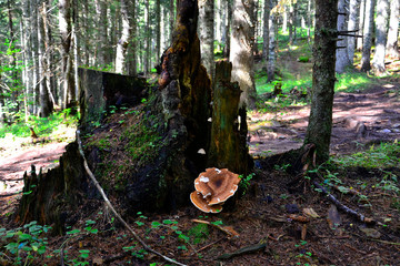 Brown mushrooms near an old stump in a deep forest.
