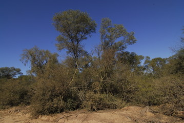 Campo santiago del estero