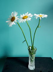 daisy flower growing on a light background