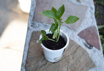 Baby plants in pots, 
seedling, growing
