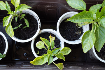 Baby plants in pots, 
seedling, growing