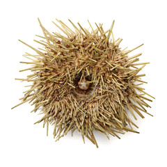 Fresh raw sea urchin on white background