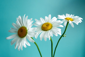 daisy flower growing on a light background