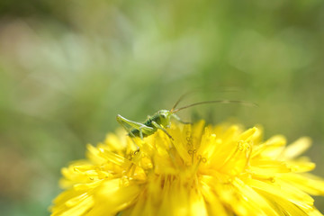 kleiner Grashüpfer auf einer Blume