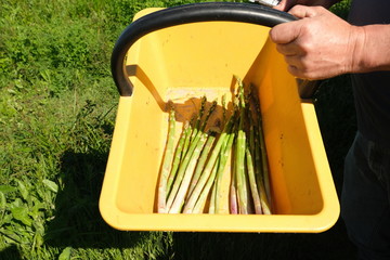 Asperges verte