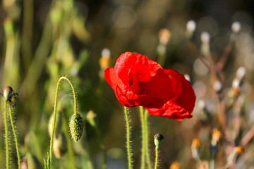 Obraz premium Proste życie