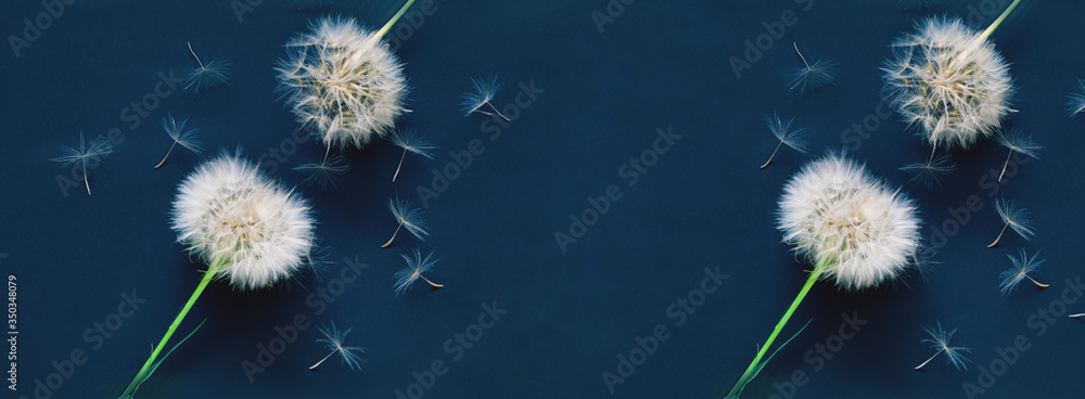 Poster creative background with white dandelions inflorescence. hello summer concept. creative copy space..