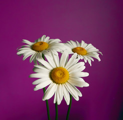 daisy flower growing on a light background