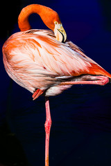 Flamingo 1784