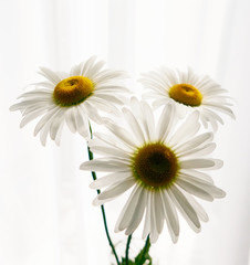 daisy flower growing on a light background