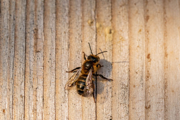 silk bee sitting on wooden insect hotel at sunset