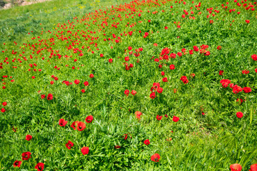 red tulips in the green field