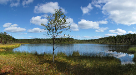 lake and forest with birch tree on the foreground