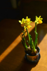 Morning light, on the table is a pot of yellow beautiful daffodils