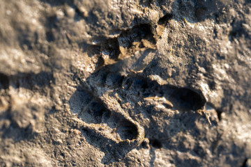 footprint of a tiny bird in the mud